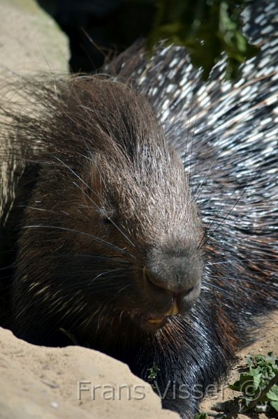 Dierentuin Emmen Mei 2014 12.JPG